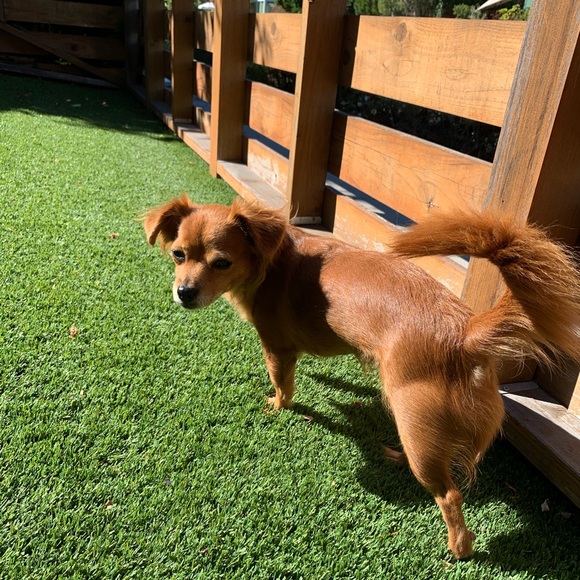 🛍✨SOLD✨✨✨Pet parents diapers for small dog - Picture 7 of 7